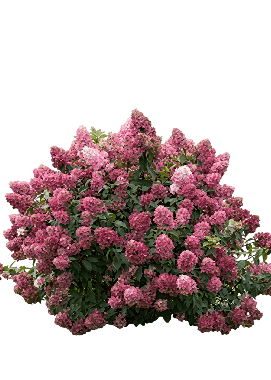 Fire Light® Panicle Hydrangea (Hydrangea Paniculata Fire Light 'Smhpfl') - Ground Layers