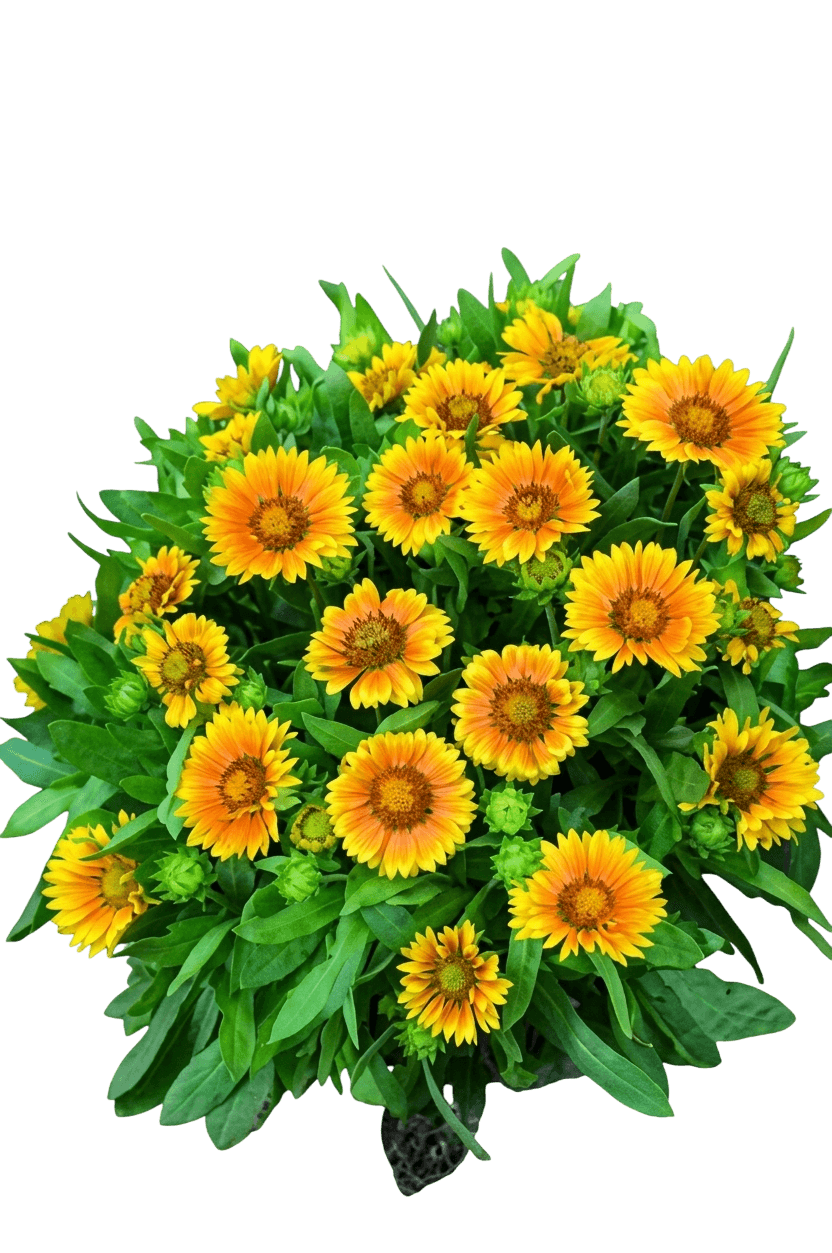 Arizona Apricot Blanket Flower (Gaillardia X Grandiflora 'Arizona Apricot') - Perennials