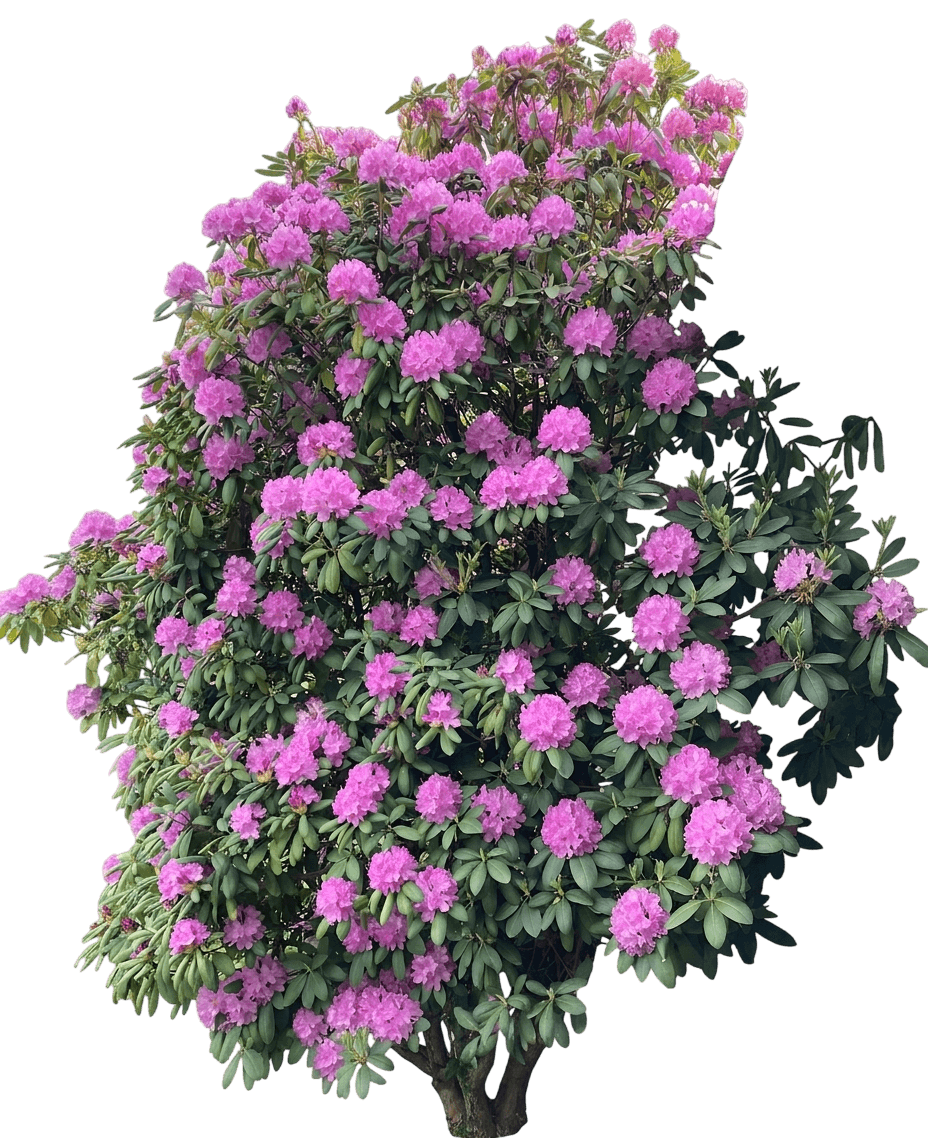 Chionoides Rhododendron (Rhododendron) - Shrubs