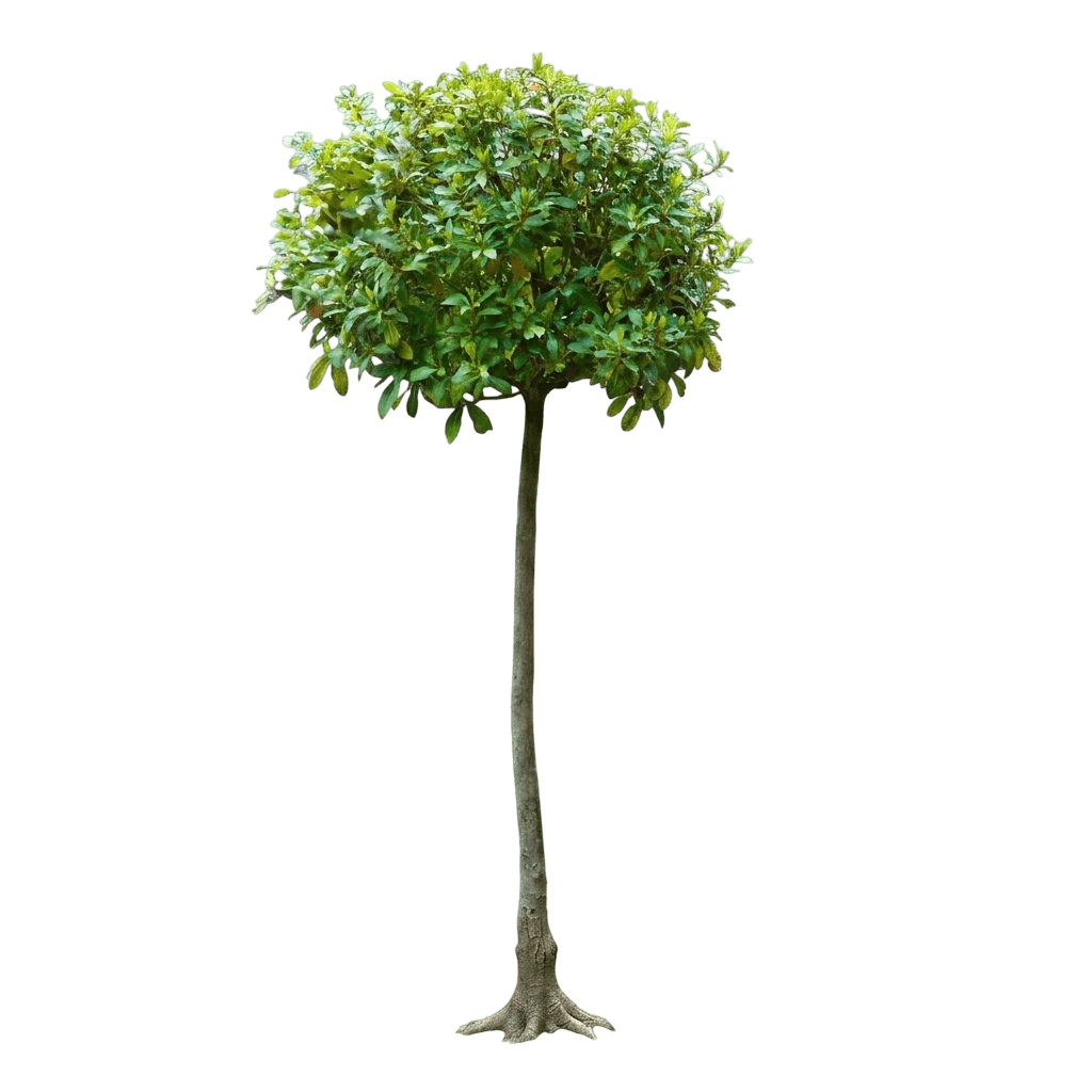 English Laurel Topiary (Prunus Laurocerasus 'Single Ball') - Shrubs