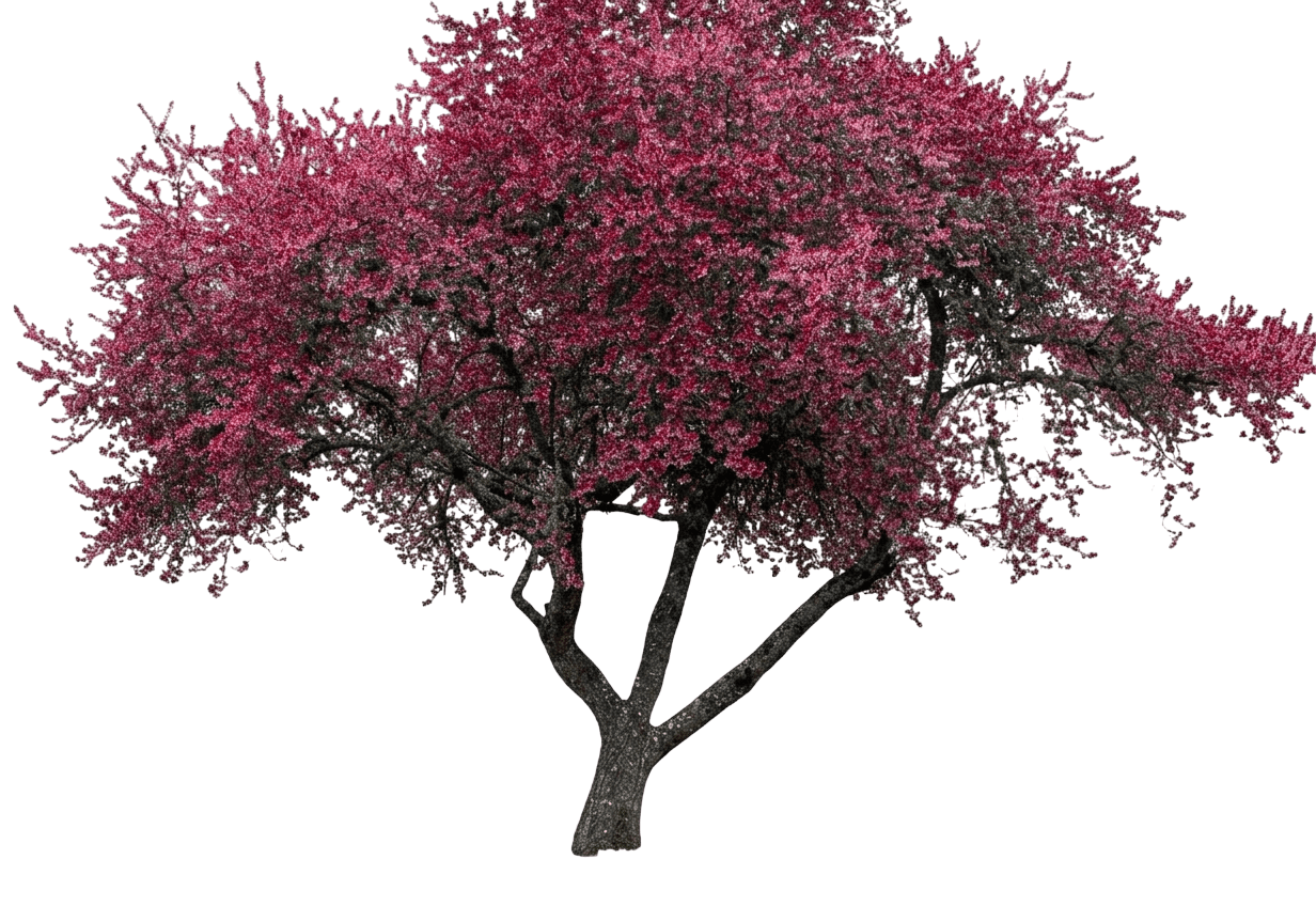 Plum, Newport (Prunus Cerasifera 'Newport') - Flowering Trees