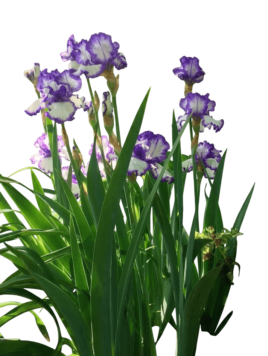 White/Purple (Iris G. 'Rare Treat') - Perennials