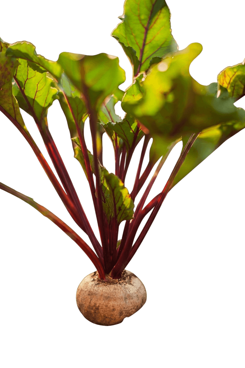 Touchstone Gold Beet (Beta Vulgaris 'Touchstone Gold') - Perennials