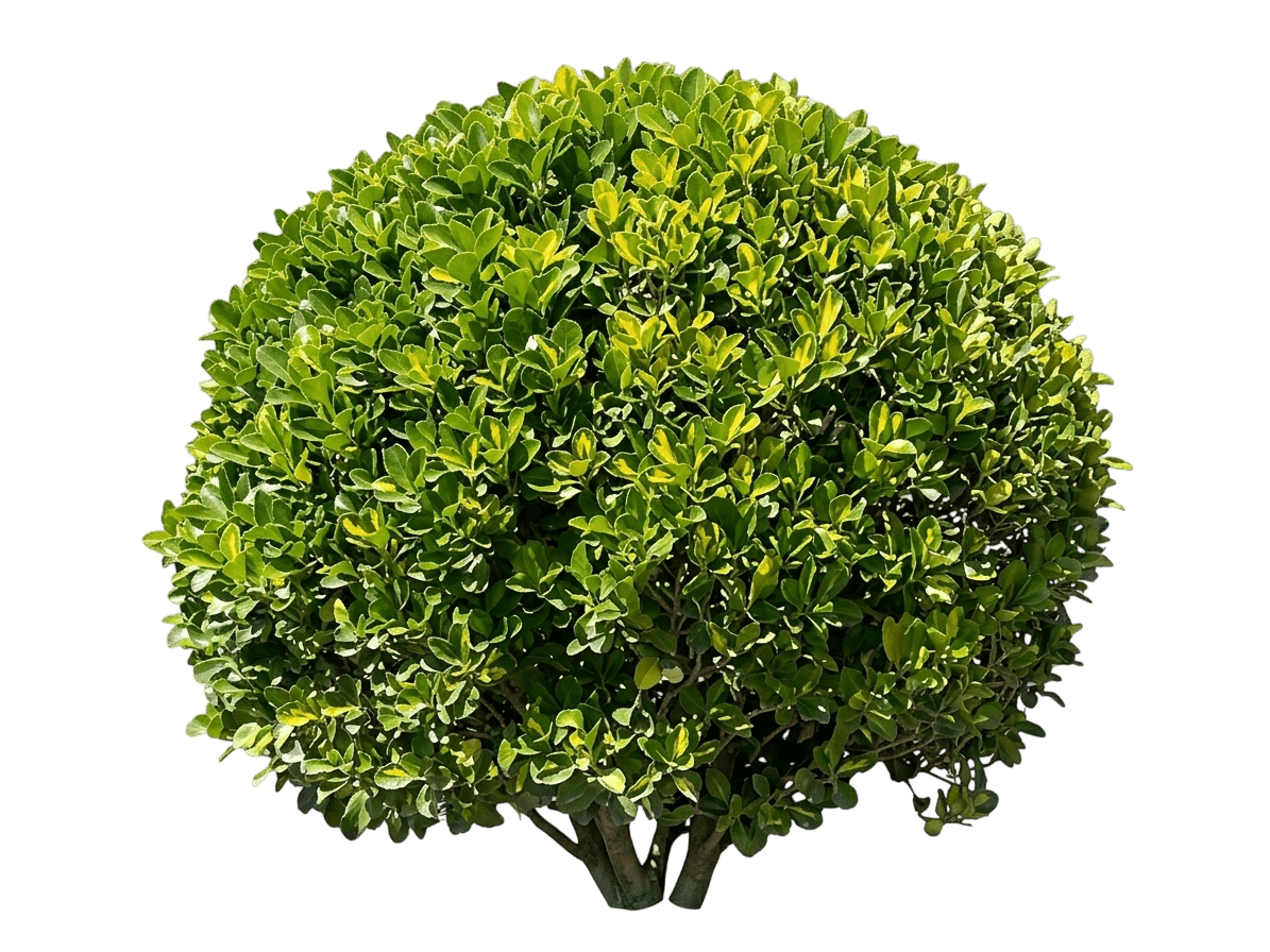 Sunny Delight Boxleaf Euonymus (Euonymus Japonicus Var. Microphyllus 'Moncliff') - Ground Layers