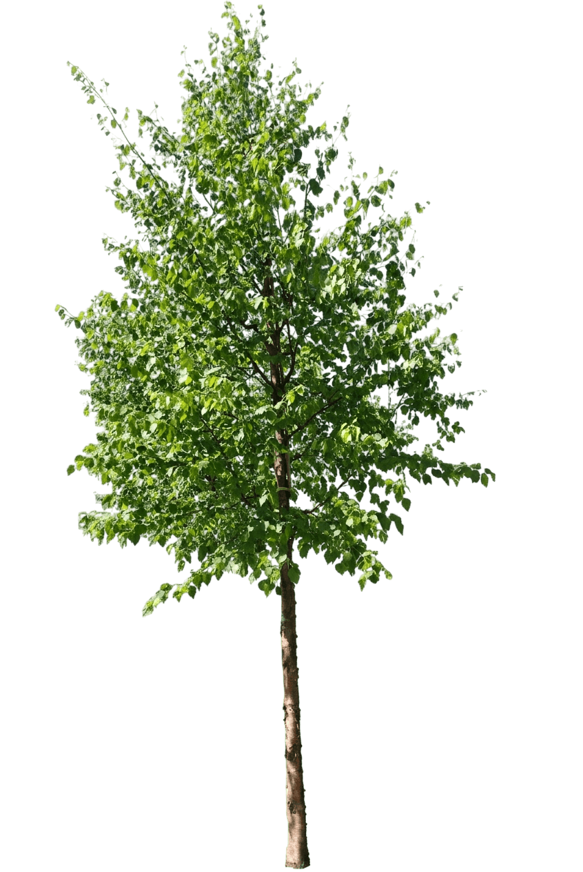 Alaska Paper Birch (Betula Papyrifera Var. Neoalaskana) - Shade Trees