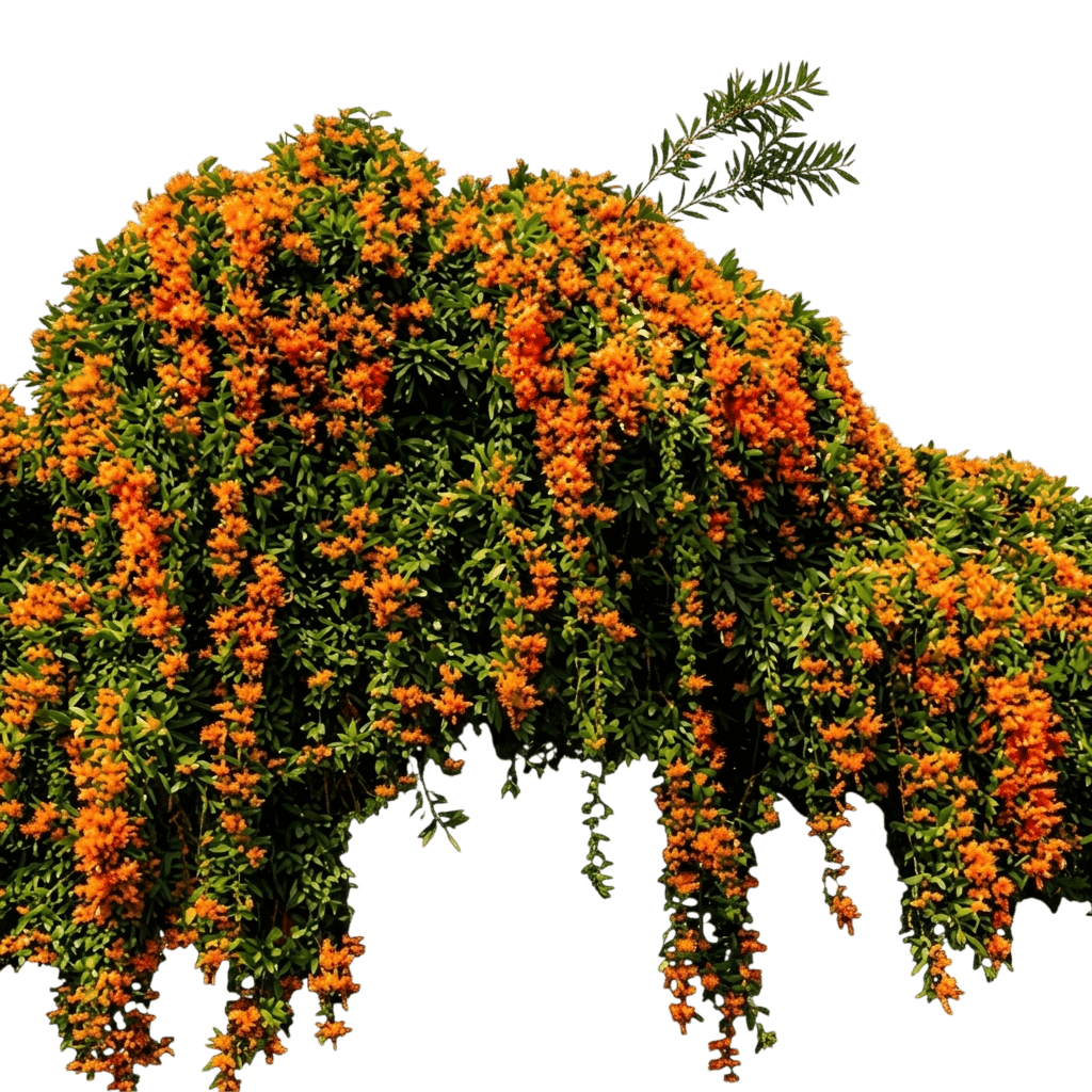 Tangerine Dream (Callistemon 'Tangerine Dream') - Ground Layers