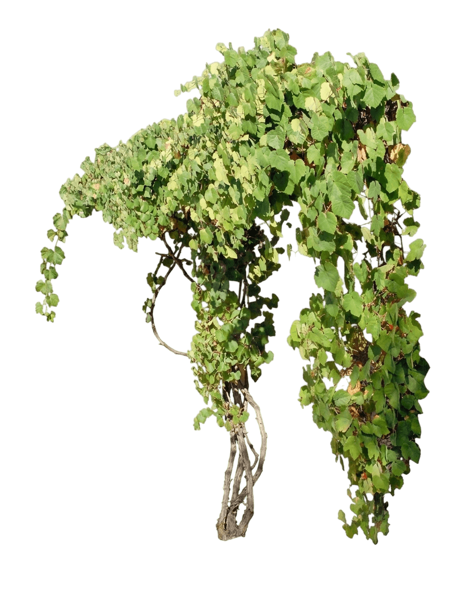 California wild grape (Vitis Californica) - Shrubs