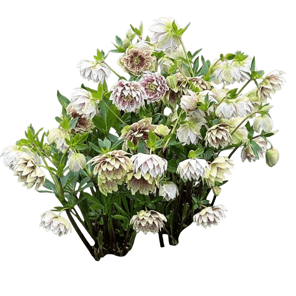 North Star™ Ruby Heart Lenten Rose (Helleborus × Hybridus Var. X Hybridus 'Ruby Heart') - Perennials