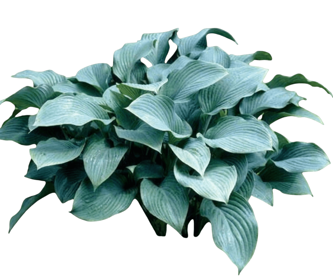Krossa Regal Hosta (Hosta X Var. X 'Krossa Regal') - Perennials