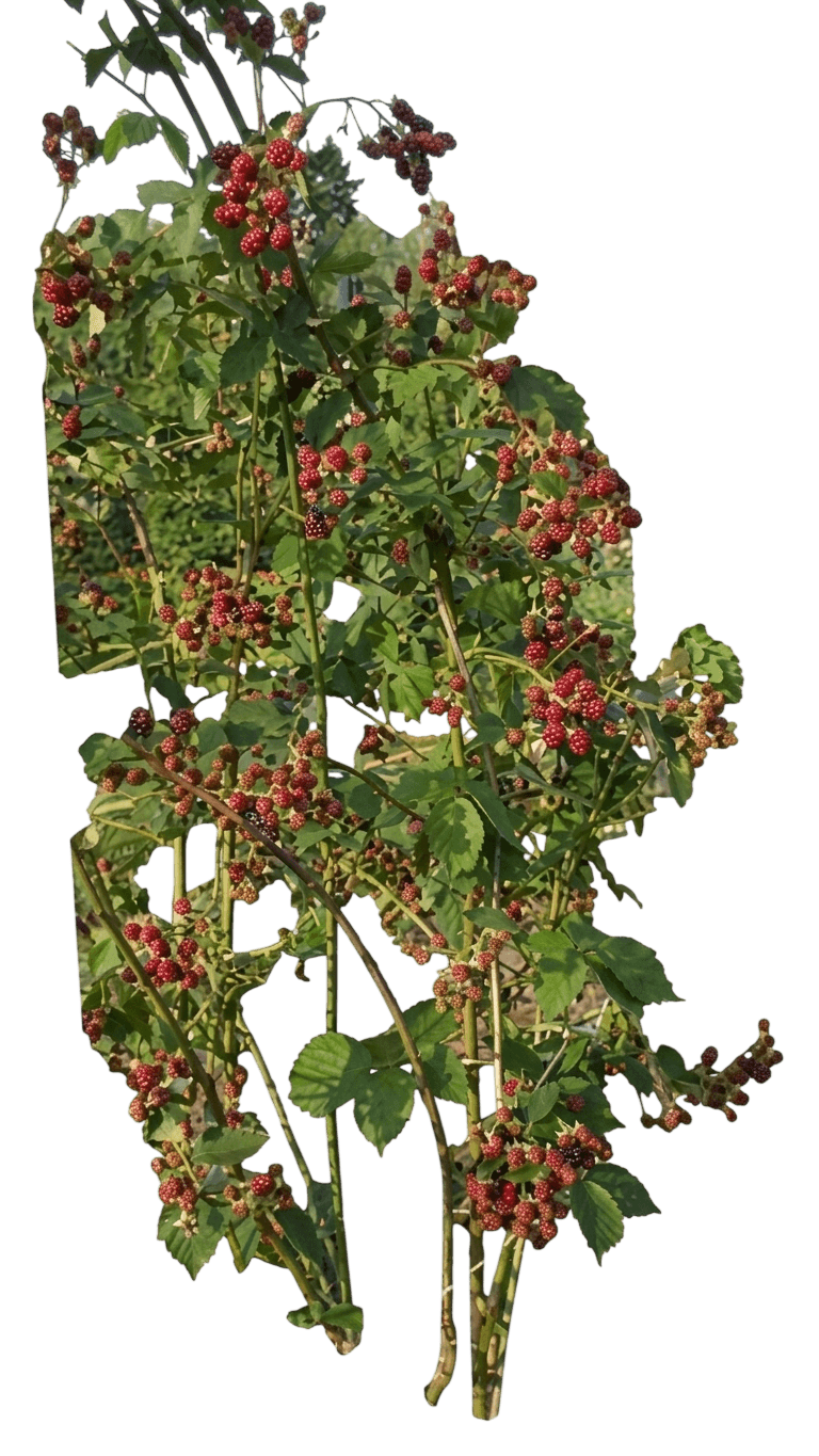 ronce commune (Rubus Fruticosus ‘Ebony King’) - Plantes de strate basse