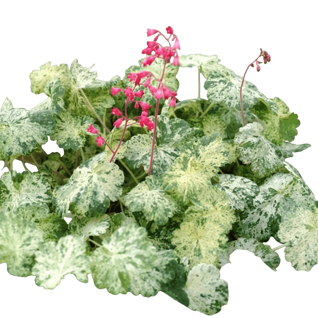 Coral Bells, Frosty Morn (Heuchera Sanguinea 'Frosty Morn') - Perennials