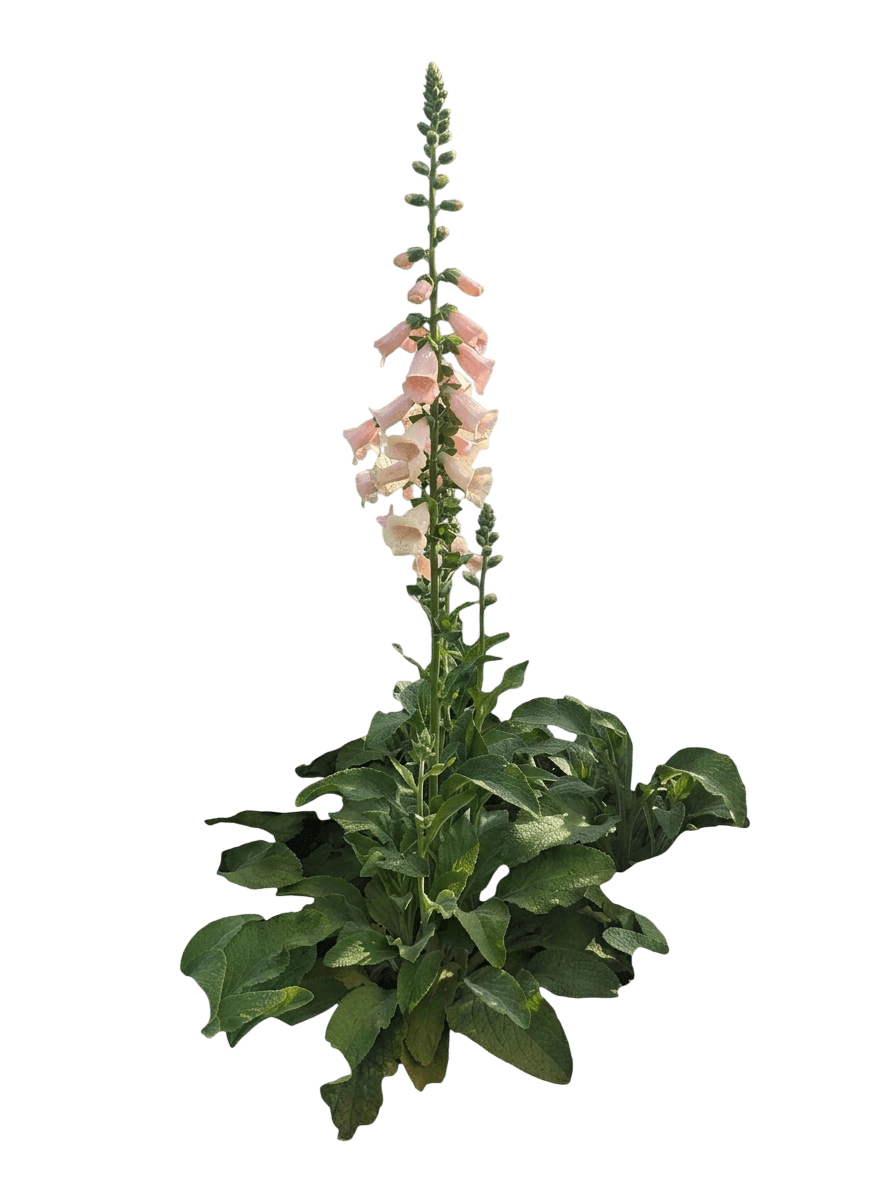 Lucas Pink Foxglove (Digitalis) - Perennials