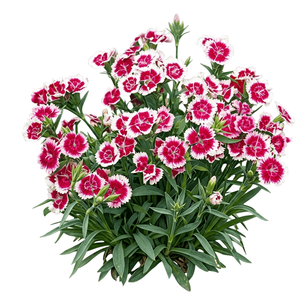 Pinks, Telstar, Picotee (Dianthus Hybrida 'Telstar Picotee') - Perennials