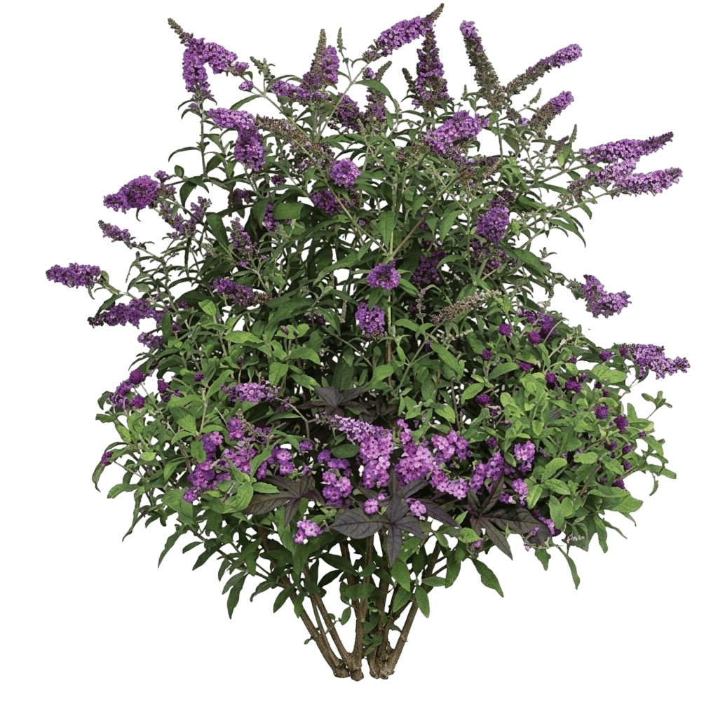 Buzz™ Sky Blue Butterfly Bush (Buddleia Davidii Var. Davidii 'Tobudskybl') - Shrubs