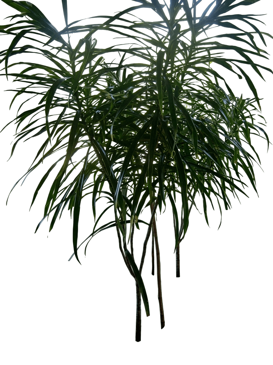 Kiwi Madagascar Dragon Tree (Dracaena Reflexa Var. Angustifolia 'Kiwi') - Indoor Plants