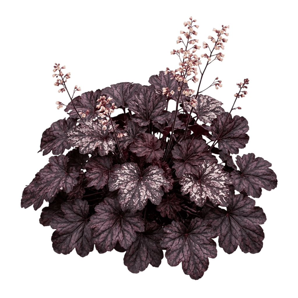 Midnight Rose Coral Bells (Heuchera 'Midnight Rose') - Perennials