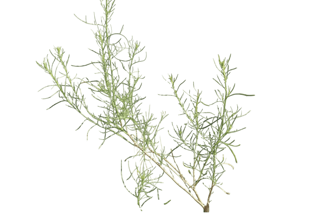 Douglas groundsel (Senecio Flaccidus Var. Douglasii) - Shrubs