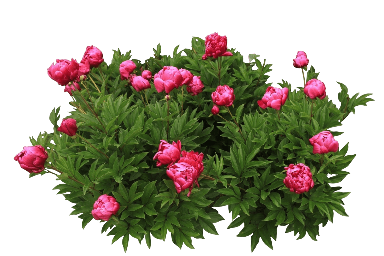 Shirley Temple Peony (Paeonia Lactiflora Var. Lactiflora 'Shirley Temple') - Perennials