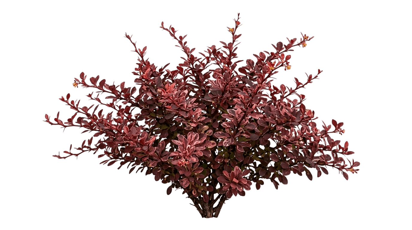 Dwarf Red Barberry 'Moretti Select' First Editions® (Berberis Thunbergii Atro Cabernet® 'Moretti Select') - Ground Layers