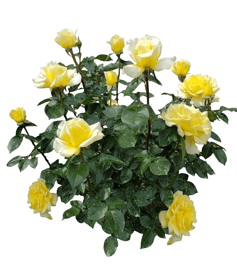 Quest For Zest Grandiflora Rose (Rosa 'Weksecjuc') - Ground Layers