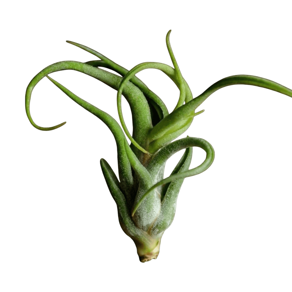 Air Plant (Tillandsia Ionantha) - Indoor Plants