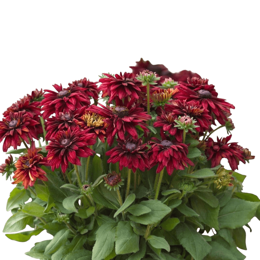Sunbeckia Graffiti Scarlet Black-Eyed Susan (Rudbeckia Hirta 'Scarlet') - Perennials
