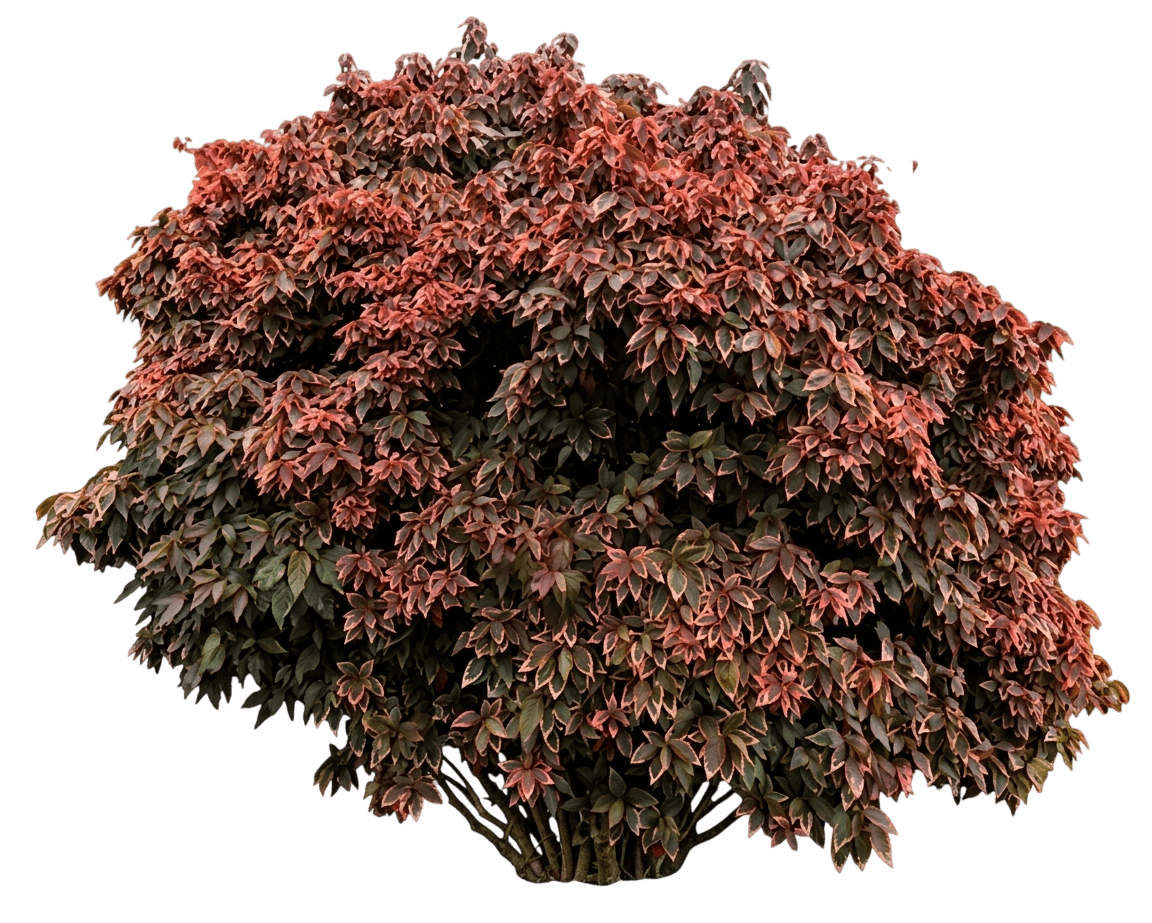 Fire Fiji Plant (Acalypha Wilkesiana 'Mosaica') - Ground Layers