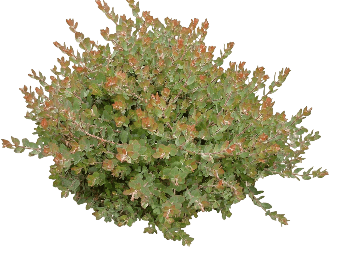 John Dourley manzanita (Arctostaphylos 'John Dourley') - Shrubs