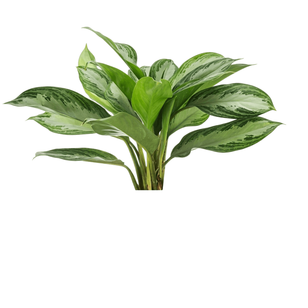 Lady Valentine Chinese Evergreen (Aglaonema 'Lady Valentine') - Indoor Plants