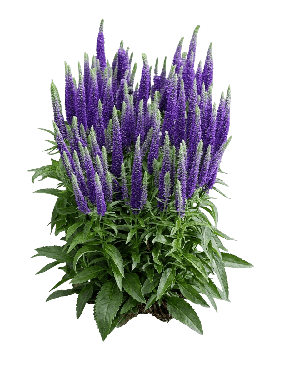 Royal Candles Speedwell (Veronica Spicata Royal Candles 'Glory') - Perennials