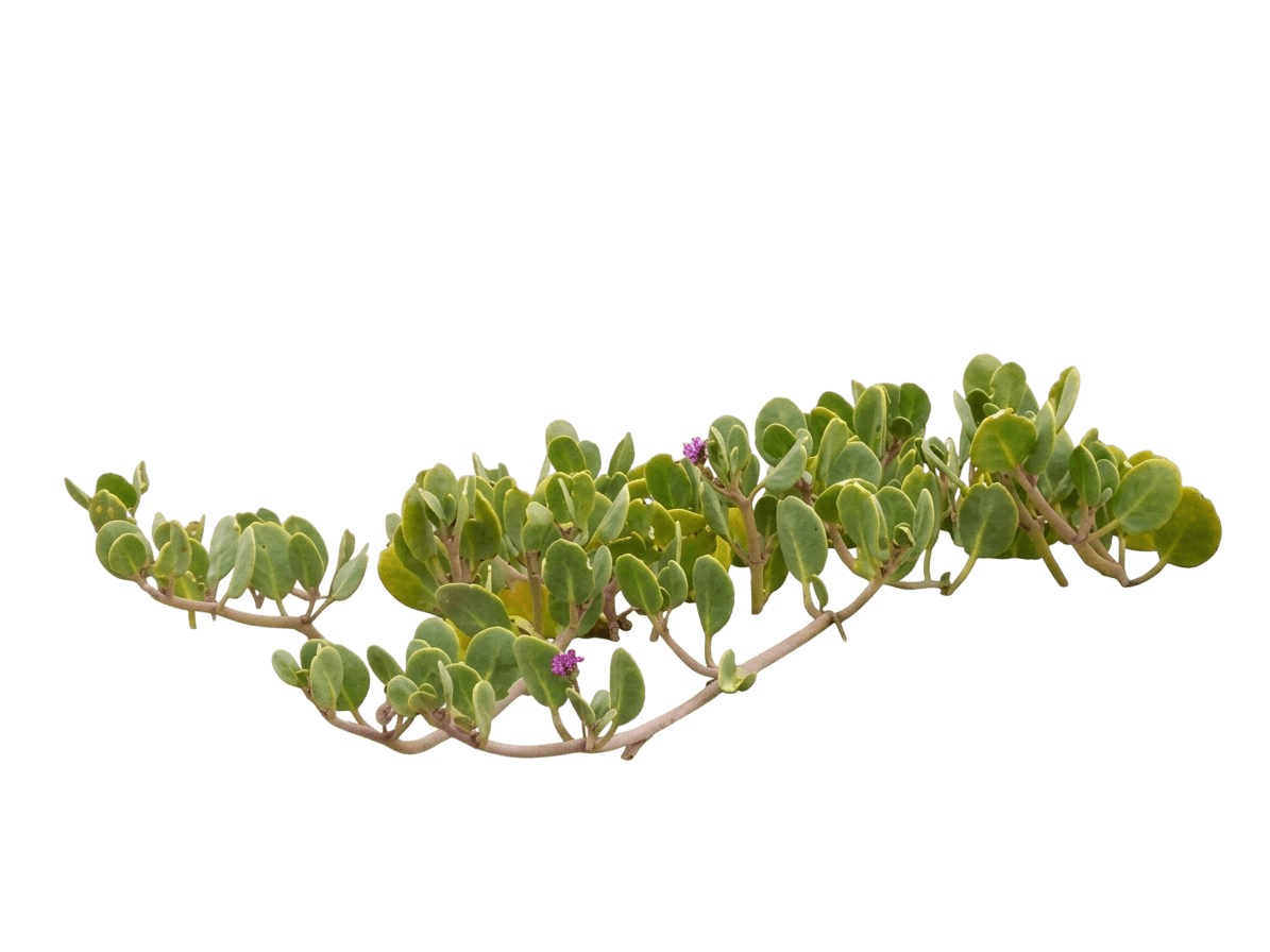 sand verbena (Abronia Maritima) - Perennials