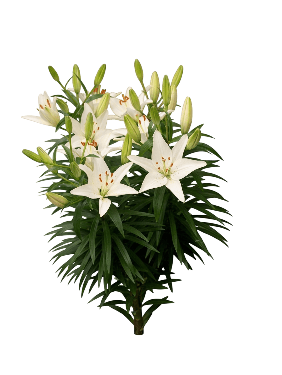 Tiny Nugget Asiatic Lily (Lilium Asiaticum Var. Asiaticum 'Tiny Nugget') - Perennials