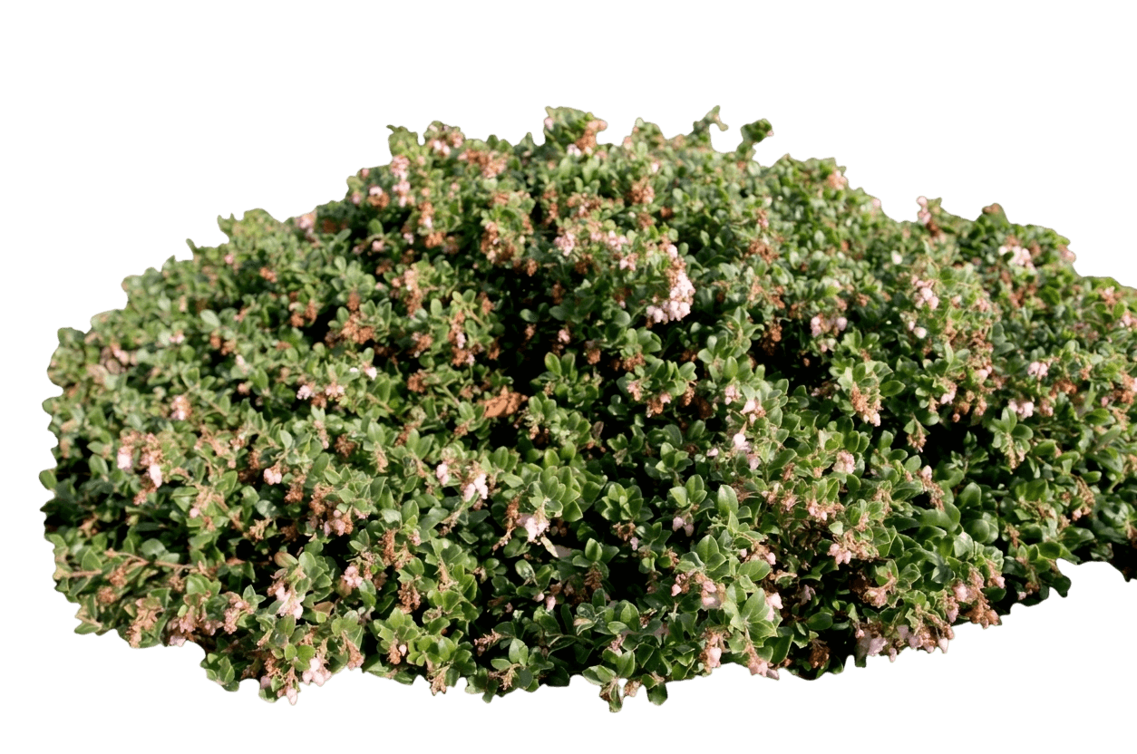 Bert Johnson manzanita (Arctostaphylos Edmundsii 'Bert Johnson') - Groundcovers