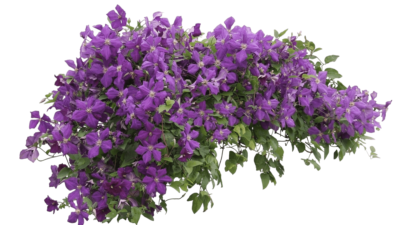 Vicki Clematis (Clematis 'Evipo114') - Perennials
