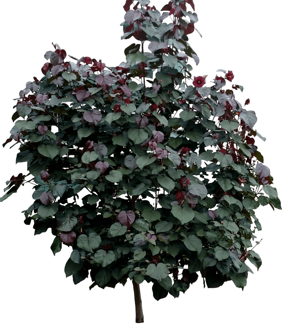 Red Cottonwood (Hibiscus Rubra 'Red Cottonwood') - Ground Layers