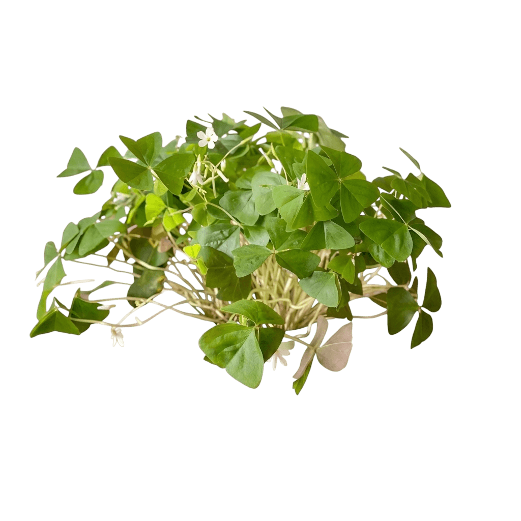False Shamrock (Oxalis Triangularis) - Perennials