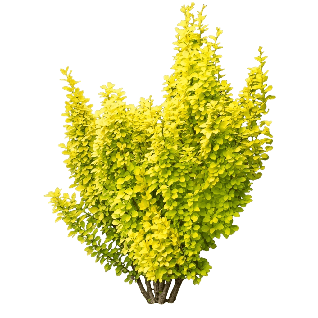 Sunjoy® Tangelo™ Barberry (Berberis Thunbergii Sunjoy Var. Thunbergii 'O') - Shrubs