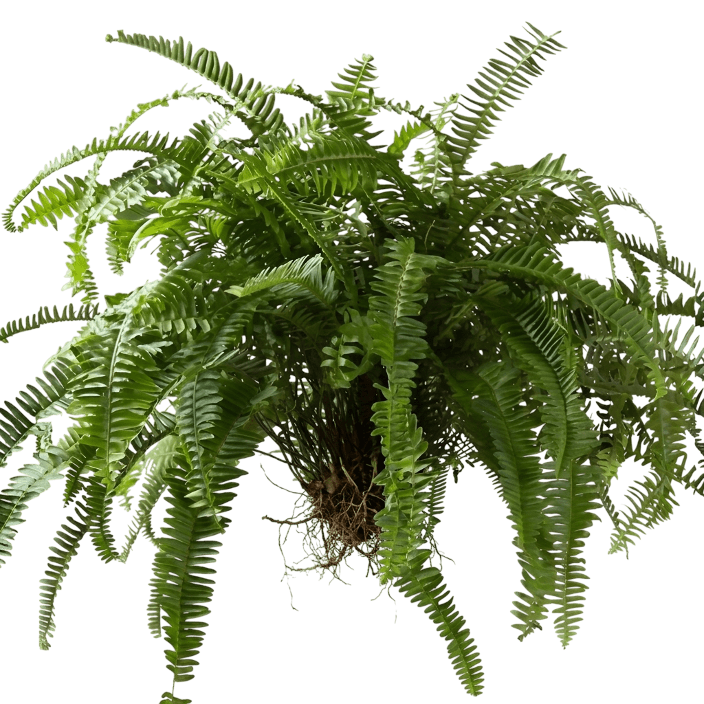 Kimberley Queen Fern (Nephrolepis Obliterata 'Kimberley Queen') - Indoor Plants