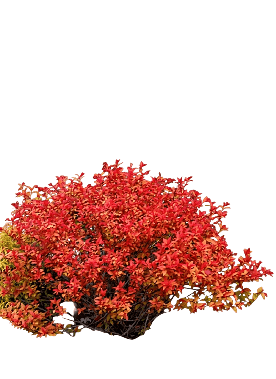 Spirea 'Dart' (Spiraea X Bumalda S Red 'Dart') - Ground Layers