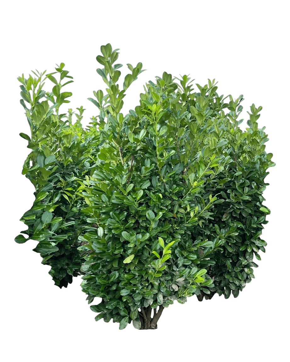 Volcano Cherry Laurel Topiary (Prunus Laurocerasus 'Jong1') - Shrubs