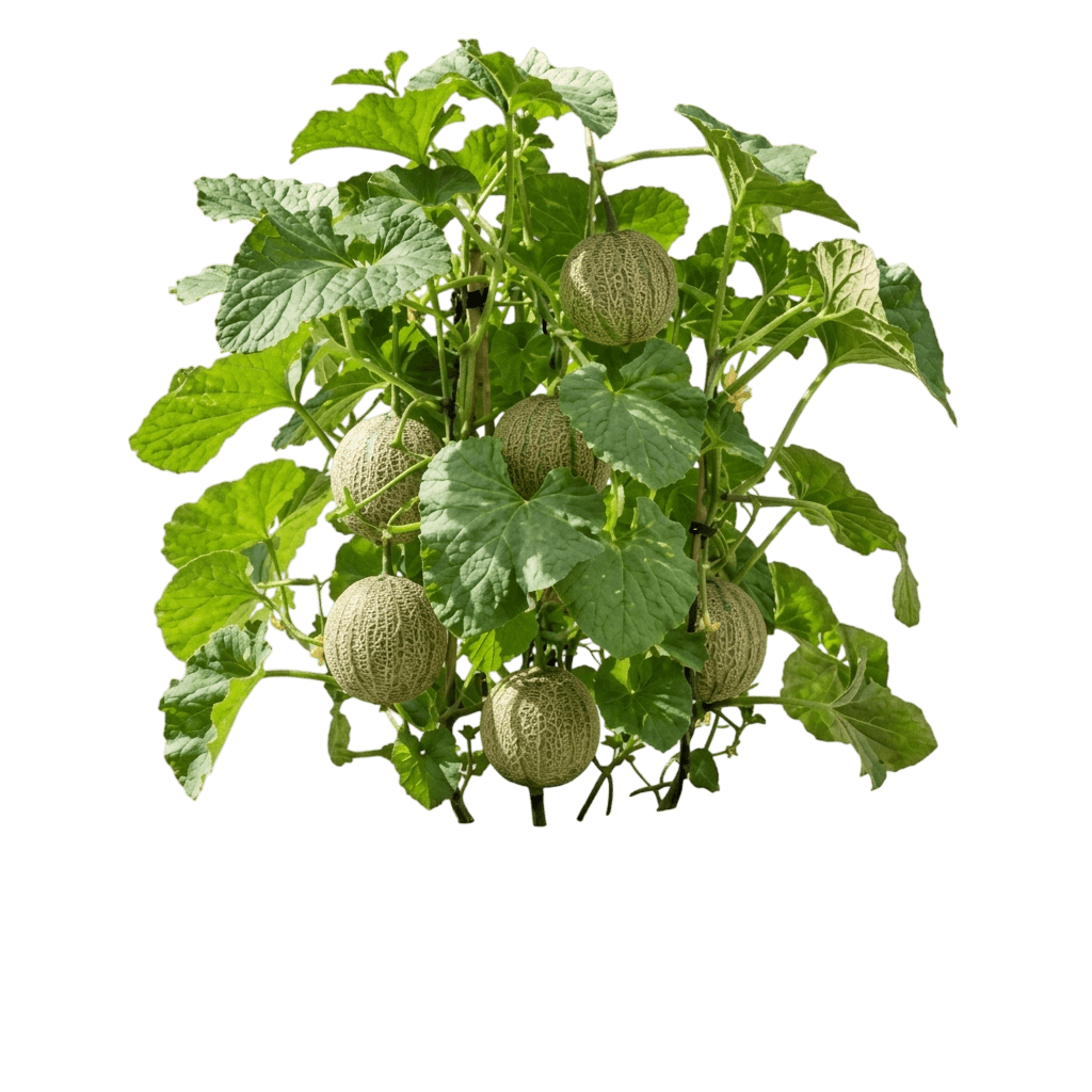 Hale's Best Jumbo cantaloupe (Cucumis Melo 'Hale'S Best Jumbo') - Perennials