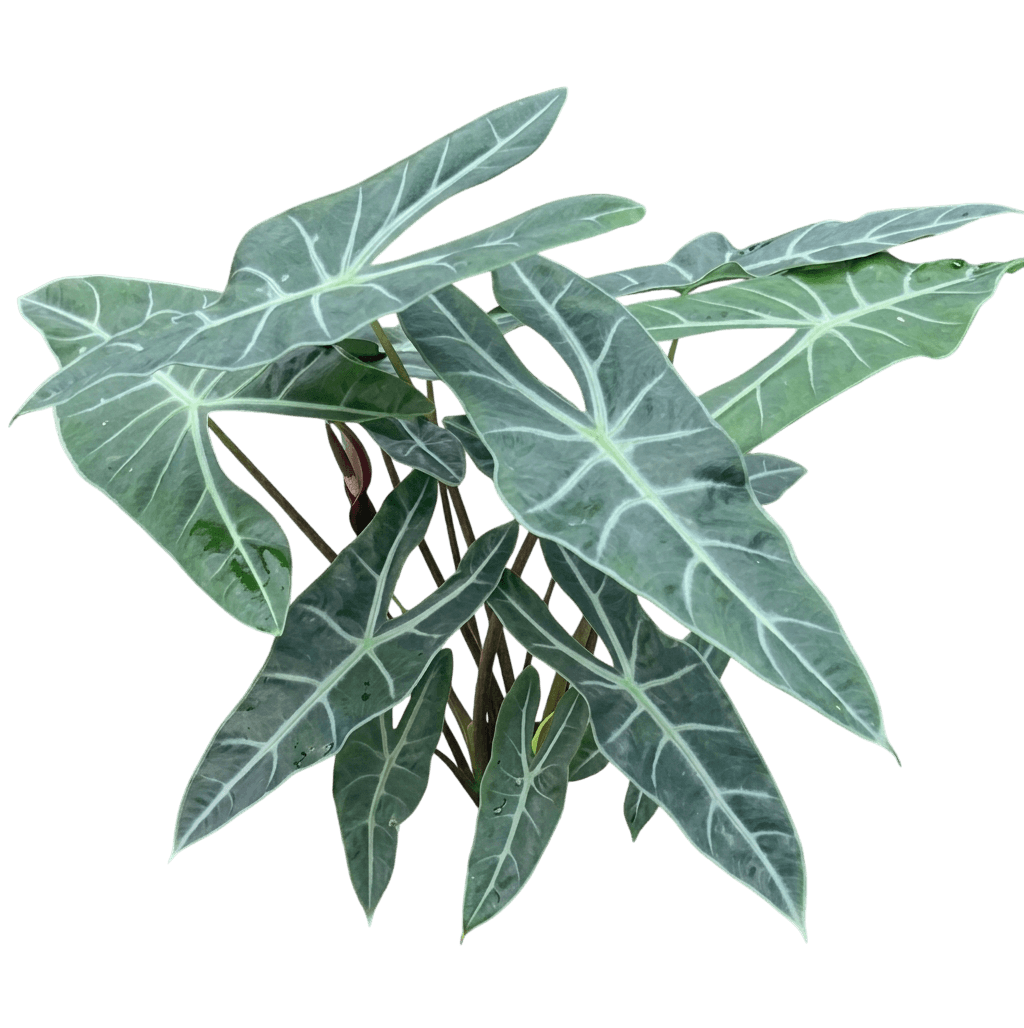 Keladi Rimau (Alocasia Longiloba) - Indoor Plants