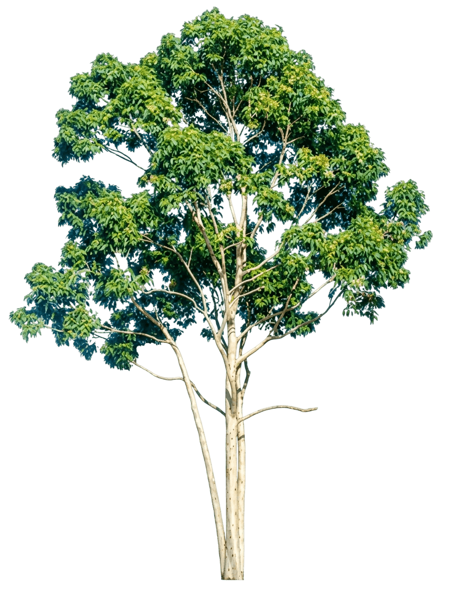 Lemon Scented Gum (Corymbia Citriodora) - Evergreen Trees