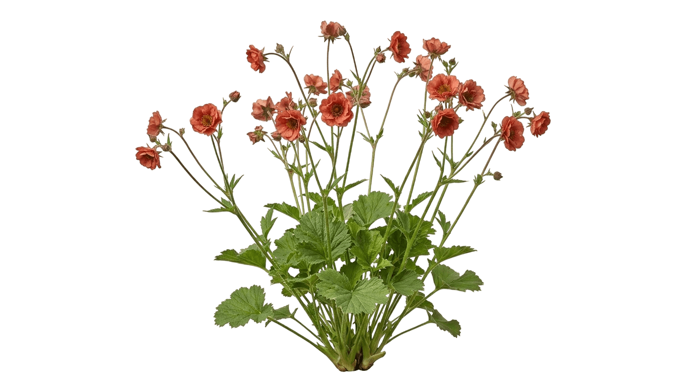 Rustico Orange avens (Geum Coccineum 'Tngeuro') - Perennials