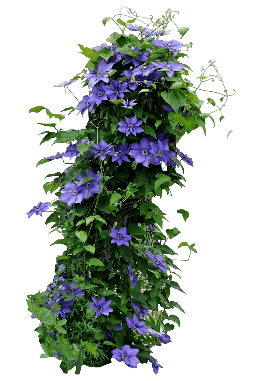 Sapphire Indigo Clematis (Clematis 'Cleminov 51') - Perennials
