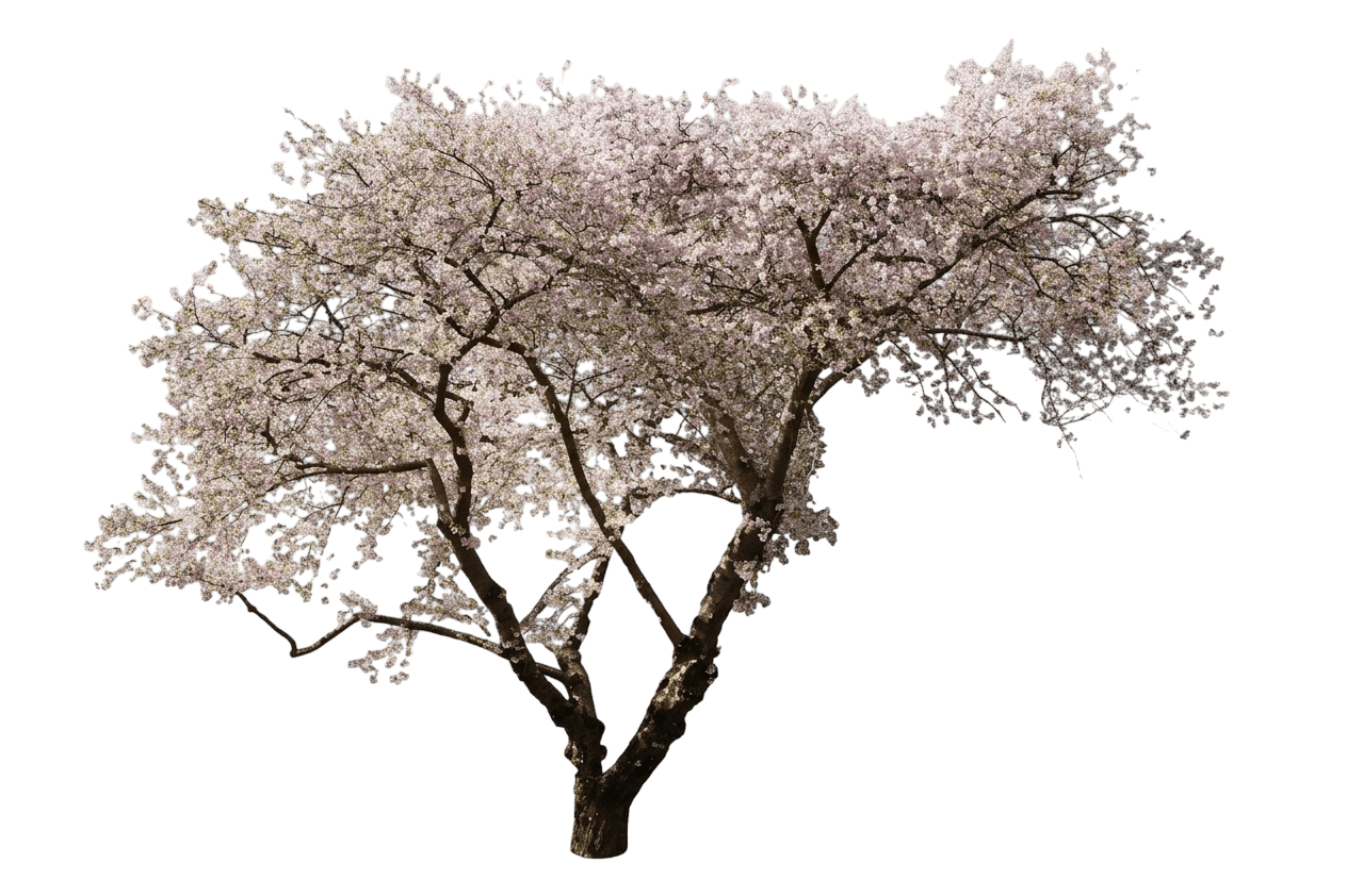 Easy as Pie® Bush Cherry (Prunus X Var. X 'Smnpjl') - Shrubs