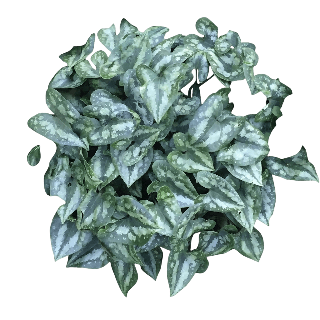 Chinese Wild Ginger (Asarum Splendens Var. Splendens) - Groundcovers
