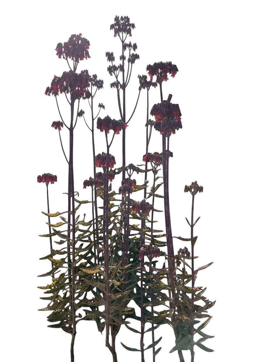 Westcountry™ Blacksmith Lupine (Lupinus Polyphyllus ?Blacksmith' Var. Polyphyllus) - Perennials