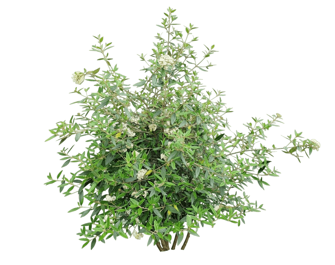 Sweet Talker® Fragrant Viburnum (Viburnum X Var. X 'Ncvx4') - Shrubs