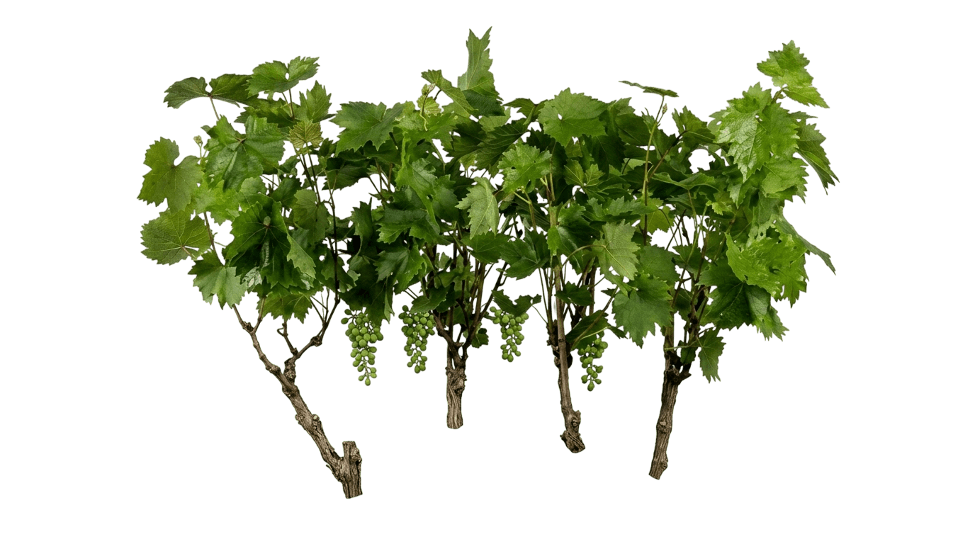 Grape, Himrod (Seedless) (Vitis 'Himrod') - Fruit Trees